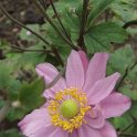 Anemone japonica 'Pamina' fleur